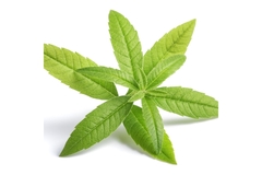 A sprite of lemon verbena