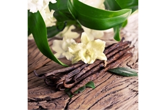 Image Vanilla plant.
