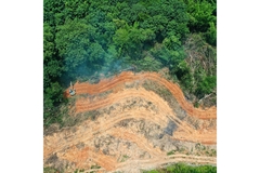 Image Trees and deforested land from above.