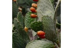 Prickly pear cladodes and fruits.