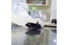 Image Mouse in the lab.