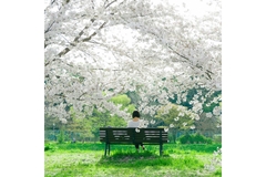 Image woman on ben under cherry blossom trees