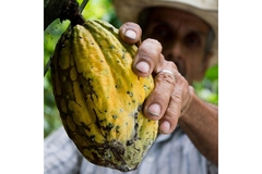 A cocoa farmer holding the cacao fruit.