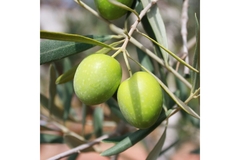 Image Two olives hanging on a branch