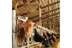 Image Cows in a dairy farm.