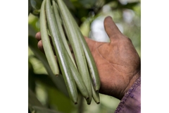 Image Hand touching green vanilla beans