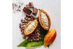 Image Cocoa beans, fruit, powder and chocolate against a white background.