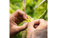 Image Farmer checks vanilla crop in field.