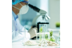 Researcher in a lab coat looking through a microscope behind plants in glass viles.