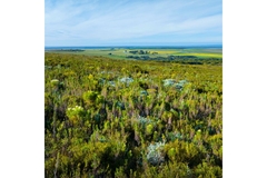 Image Field of honeybush in South Africa.