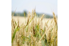 EU grain farms.