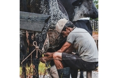 Image A dairy farmer milking a cow.