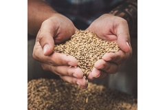 Image Farmer holding brewer's grains