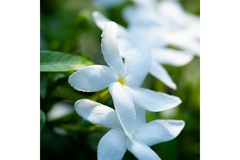 Image close up of jasmine flowers