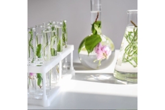plants in flasks