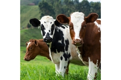 Image Two brown and one black and white dairy cow grazing on a green pasture in what could be New Zealand.