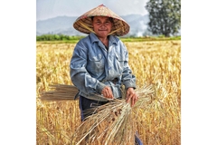 Image wheat farmer