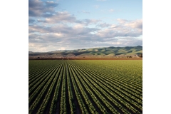 A field of rowed crops stretching into the distance where it meets mountains and the skyline.