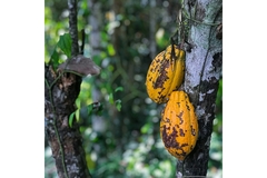 Image The cocoa fruit.