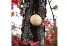 Lion's Mane mushroom growing on a tree.