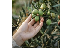 Image Hand holding olives hanging on tree