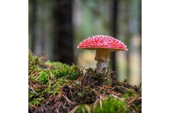 Image Amanita muscaria mushroom (red with white dots) in the forest.