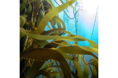 Image Brown seaweed