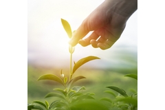 Image Sustainability.