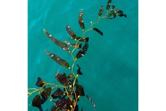 A string of seaweed in the water.