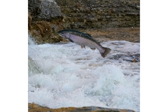 salmon jumping out of water