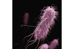 Image E coli bacteria.