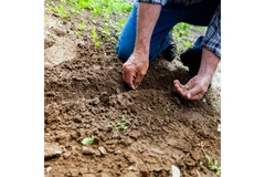 Image Planting seeds.