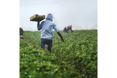Image A farmer.