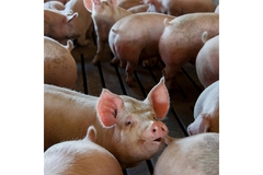 Image A pig farm.