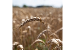 Wheat in field.