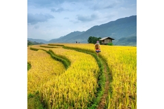 Image Golden rice