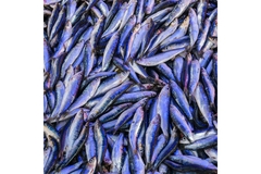 Image Small white fish in a basket.