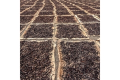 Image Vanilla drying in a field.
