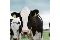 Image Cows.