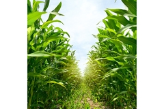 IFF Sustainable Brewing Calculator.