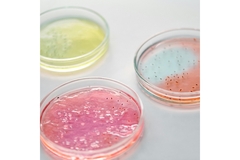 Image Bacteria strains in a petri dish