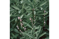 Image Sage with flowers just about to bloom.