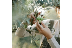 Image Person picking olives from a tree.