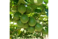 Monk fruit on vine.