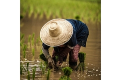 A woman cultivates rice in a flooded rice paddy in the Philippines.