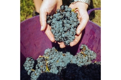 Image Grapes