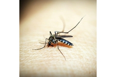 mosquito on skin