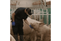 Pig and worker in a factory.