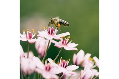 Image A bee.