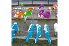 Image colorful cows in the farm.